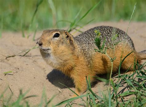Суслики красивые картинки (56 фото) - 56 фото