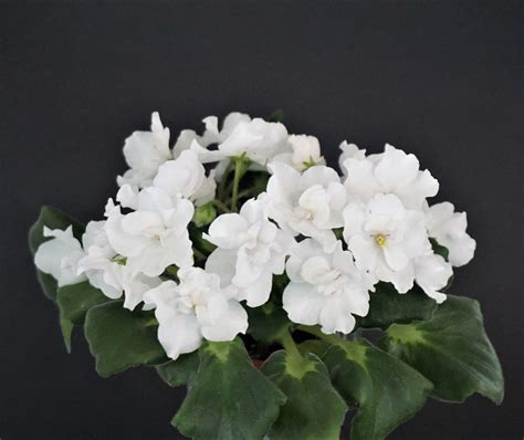 Р-Речной Жемчуг (В. Зуб) - VIOLETVIOL PLANTS COLLECTION