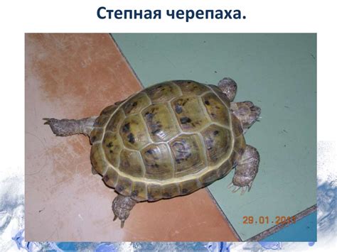 Рептилии или пресмыкающиеся. Черепахи - презентация онлайн