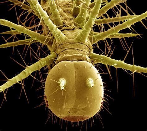 Steve Gschmeissners Incredible Microscope Photos Of Insects