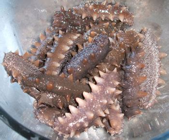 Can You Eat Sea Cucumbers