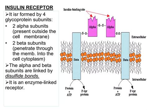Insulin Physiology And Biochemical Effects By Dr Shahjada Selim Ppt