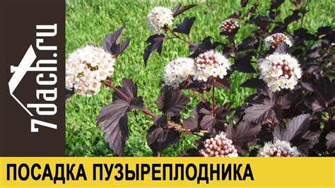 Посадка пузыреплодника калинолистного - 7 дач - YouTube