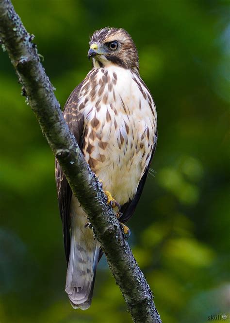 Broad Winged Hawk Bird Life List Birds Of Prey Raptors Bird