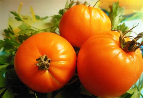 Томат Сердце Ашхабада: описание сорта, характеристики, особенности ...