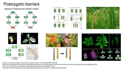 Reproductive Barriers In Plant Speciation Ppt Download