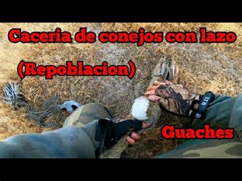 CACERIA De CONEJOS Con LAZO GUACHES Para REPOBLAR Coto De CAZA YouTube