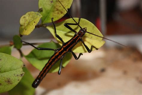 Палочник богомол (60 фото) - красивые фото и картинки pofoto.club