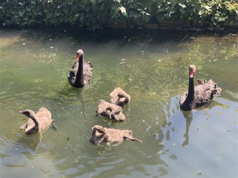 Links 6 4 2020 Naked Capitalism