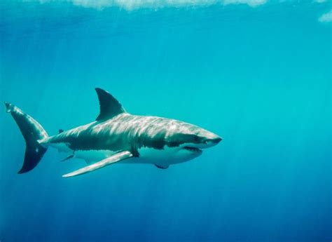 Why are some fish warm-blooded? A speedy advantage may be the key