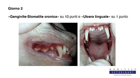 Mi Mi Gatto Con Gengivite Stomatite Acuta E Ulcera Linguale YouTube