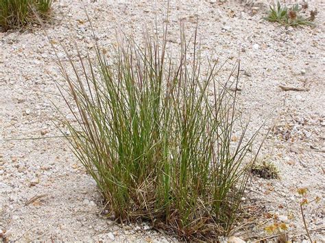 Western Needlegrass Eriocoma Occidentalis