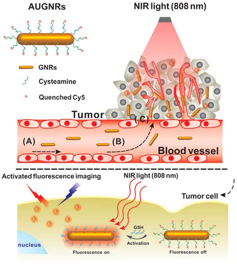 Small Gold Nanorods Recent Advances In Synthesis Biological Imaging And Cancer Therapy