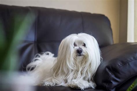 The Top 5 Maltese Haircut Styles | The Dog People by Rover.com