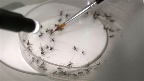 Argentina Aprueba El Uso De Una Vacuna Japonesa Contra El Dengue