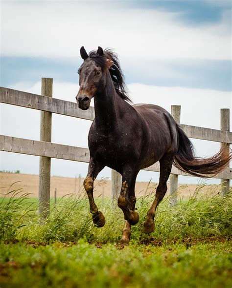 spring horse  velvet equine photography morgan horse flickr