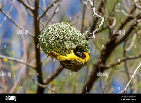 Weaver Bird On The Tree Weaver Makes Nest Stock Photo Alamy