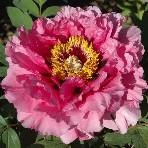 Пион Рока Кринолин (Paeonia rockii Crinoline) купить в Москве по низкой ...