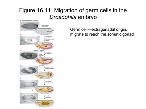 Ppt Chapter Germ Cells Fertilization And Sex Powerpoint