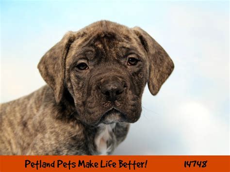 English Mastiff-DOG-Male-Brindle-2626752-Petland Pets & Puppies Chicago Illinois