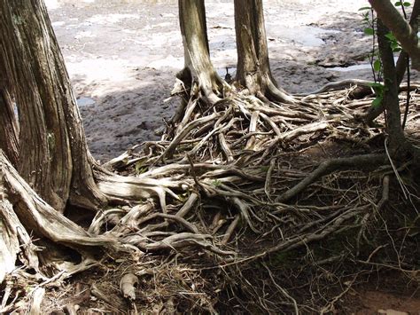 root system