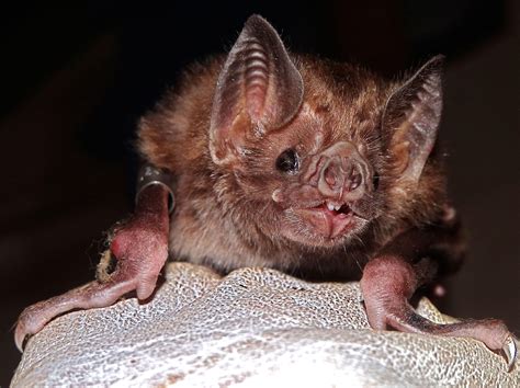 Vampire Bat Face Logo Logodix