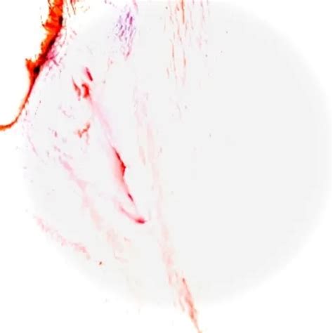 Japanese Beauty Tsuna Kimura Enjoys Oral Sex With Her Boyfriend Uncensored Xhamster