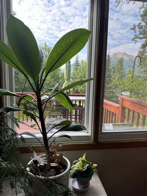 Pruning Plumeria In The Plumeria Forum