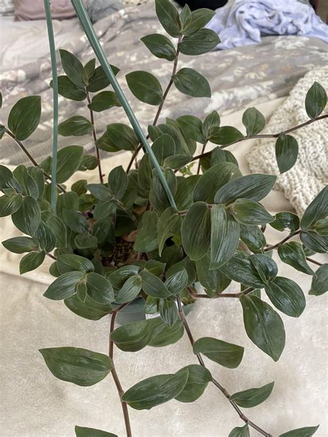 Plant Id Rhouseplants