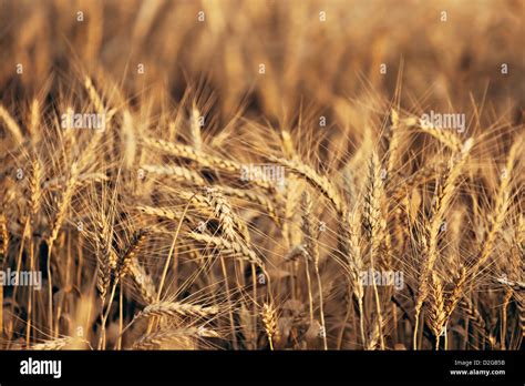 Barley Hordeum Vulgare Stock Photo Alamy