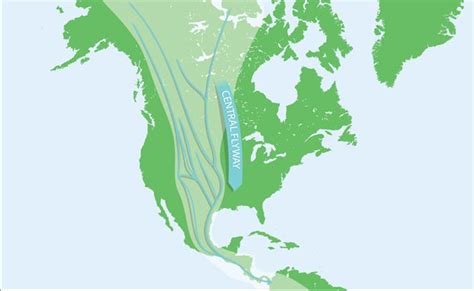 The 4 North American Bird Migration Paths