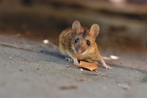 Come Riconoscere E Come Pulire La Cacca Di Topo Guida