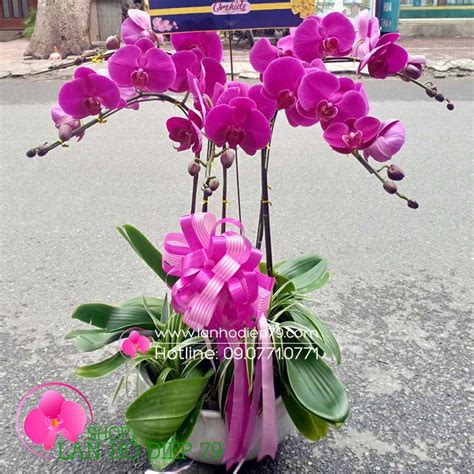 Rẻ đẹp Chậu Hoa đẹp Giá Rẻ để Trang Trí Nhà Cửa