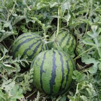 Основной каталог товаров: Семена профессиональные - интернет-магазин СеДеК