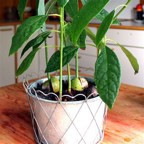 Авокадо домашнее растение (41 фото) - красивые картинки и обои на ...