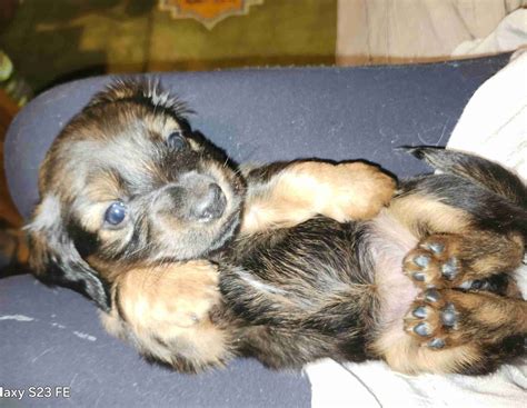 mini dachshund breeders in indiana 5