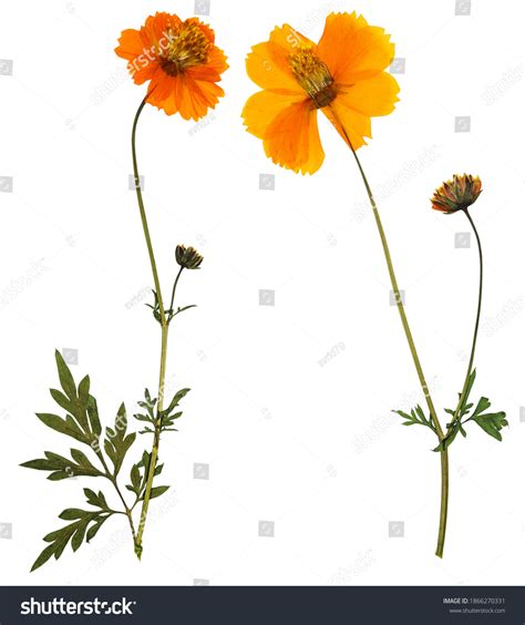 Red Yellow Cosmos Flower Royalty-Free Images, Stock Photos & Pictures