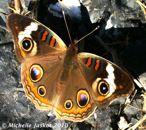 Junonia 11