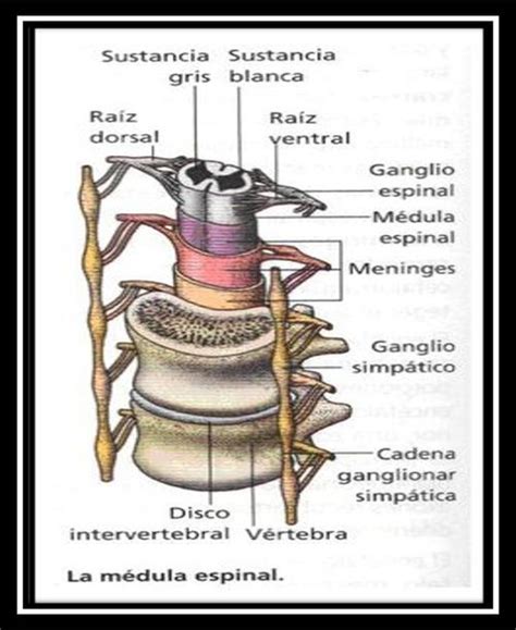 Ganglio Nervioso Ecured