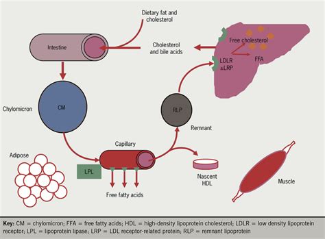 Enzymes In Lipid Metabolism At Gerald Merritt Blog