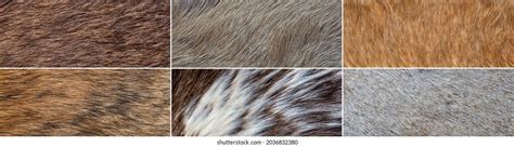 collection natural wild fur backgrounds stock photo