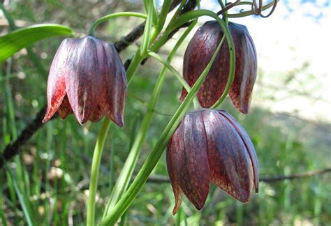 Рябчик русский (лат. Fritillária ruthénica)