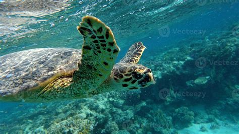 Tartaruga De Pente - tartaruga-de-pente. tartaruga-de-pente - eretmochelys imbricata ...