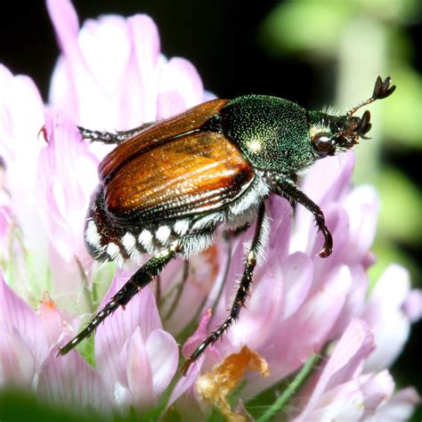 how to get rid of japanese beetles