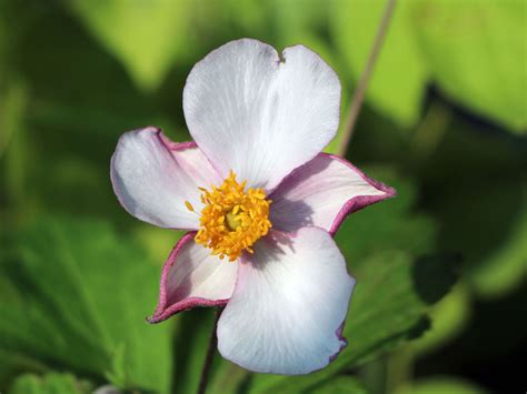 Filzige Herbst Anemone Robustissima Beste Sorten And Stauden Wissen