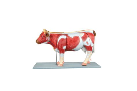 Anatomy Lab - Domestic Bovine (Bos taurus) Anatomy Model