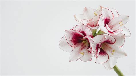 Amaryllis Christmas Flower Free Photo On Pixabay Pixabay
