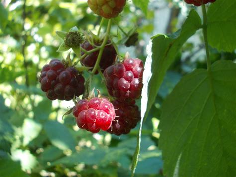 Raspberry Vinegar • The Husbandry School