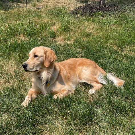 Graciegold Retrievers in Colorado | Golden Retriever puppies | Good Dog