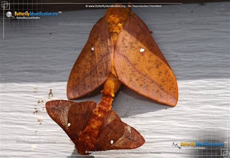 Orange Tipped Oakworm Moth